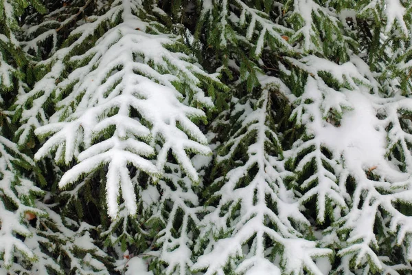 Ramo de pinheiro na neve — Fotografia de Stock