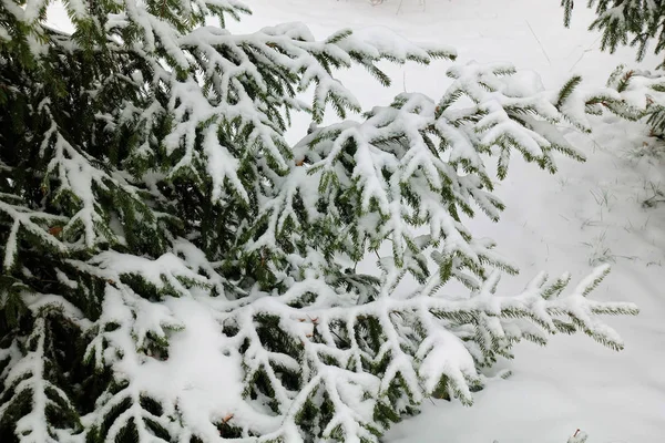 雪地上的松树枝 — 图库照片