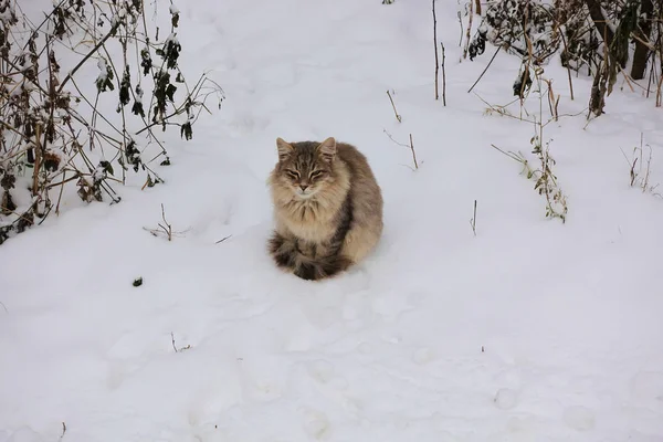Fluffy gato gris se sienta en un camino cubierto de nieve —  Fotos de Stock