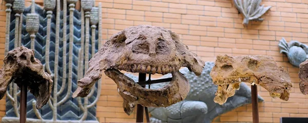 Ruská Moskva. Muzeum paleontologie. Prosinec 01, 2018-dinosauří lebka. Kosti starověkého fosilního zvířete. — Stock fotografie