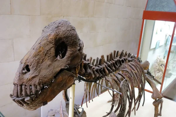 Rusland Moskou. Museum voor paleontologie. 01 december 2018-dinosaurus schedel. Botten van een oud fossiel dier. — Stockfoto