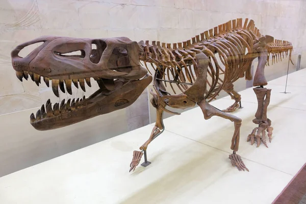 Rusland Moskou. Museum voor paleontologie. 01 december 2018-skeletten van uitgestorven reptielen, dinosaurussen, viervoetige reptielen. — Stockfoto