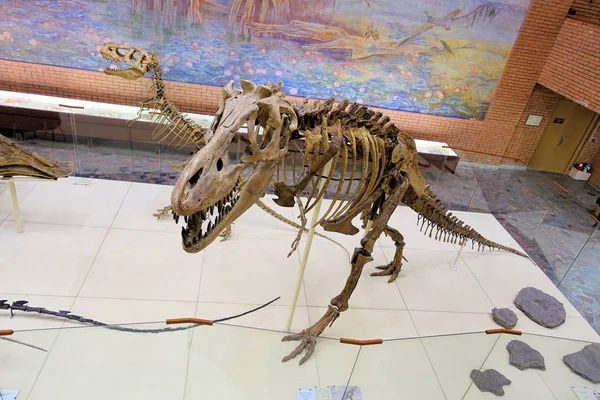 RUSSIA MOSCOW. Museum of Paleontology. December 01, 2018 - Skeleton predatory carnivorous dinosaur Tyrannosaurus. — Stock Photo, Image