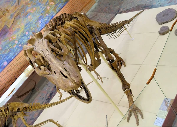 Rusland Moskou. Museum voor paleontologie. 01 december 2018-skelet roofdier vleesetende dinosaurus Tyrannosaurus. — Stockfoto