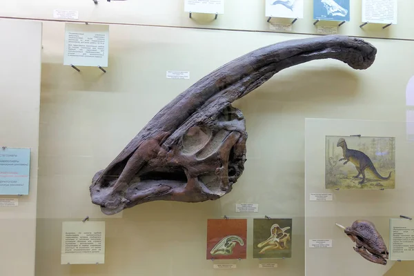 Rusland Moskou. Museum voor paleontologie. 01 december 2018-dinosaurus schedel. Botten van een oud fossiel dier. — Stockfoto