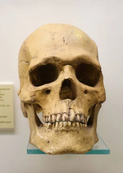박물관에서 선반에 인간의 두개골 클로즈업. 고생물학 박물관. 모스크바 2018 12월 01 — 스톡 사진