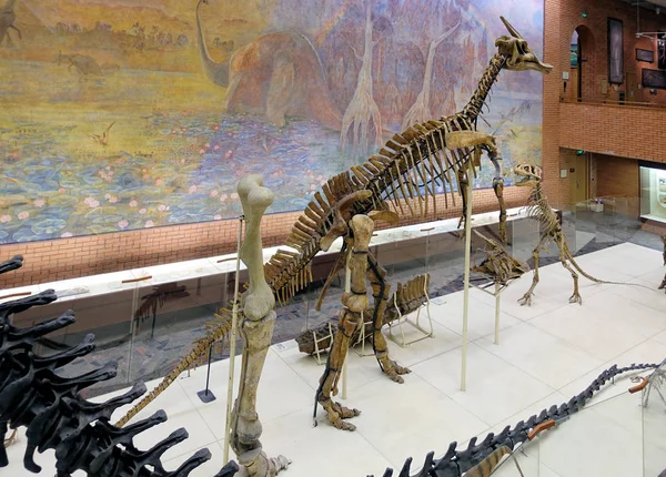 Rusland Moskou. Museum voor paleontologie. 01 december 2018-skelet van een herbivous dinosaurus staande op twee poten. — Stockfoto