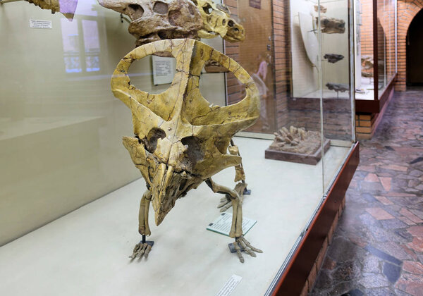 RUSSIA MOSCOW. Museum of Paleontology. December 01, 2018 - skeleton of the protoceratops quadpie dinosaur.