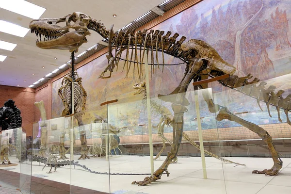 Rusland Moskou. Museum voor paleontologie. 01 december 2018-skelet roofdier vleesetende dinosaurus Tyrannosaurus. — Stockfoto