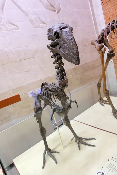 RUSSIA MOSCOW. Museum of Paleontology. December 01, 2018 - skeleton of a large flightless bird on two legs with a beak. — Stock Photo, Image