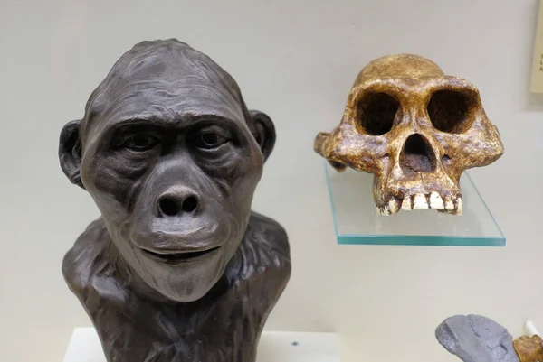 Ryssland Moscow. Museum av Paleontology. December 01, 2018-skalle och Neanderthalskulptur. Evolutionsteorin — Stockfoto