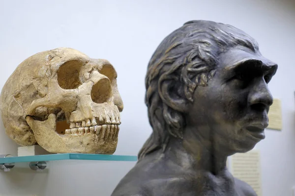 Rusya Moskova. Paleontoloji Müzesi. 01 Aralık 2018 - Kafatası ve Neandertal heykeli. Evrim Teorisi — Stok fotoğraf