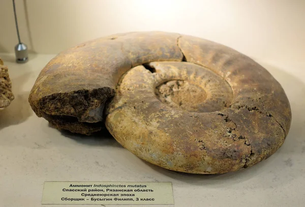 Close-up van een gigantische prehistorische fossiele ammoniet. Paleontologisch Museum van Moskou. 2018 december 01 — Stockfoto