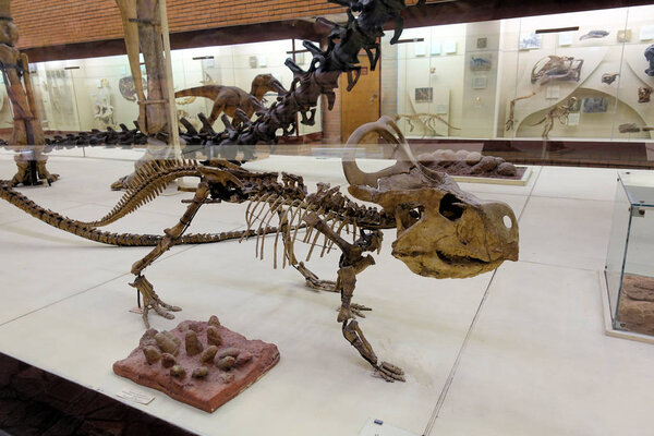 RUSSIA MOSCOW. Museum of Paleontology. December 01, 2018 - skeleton of the protoceratops quadpie dinosaur.