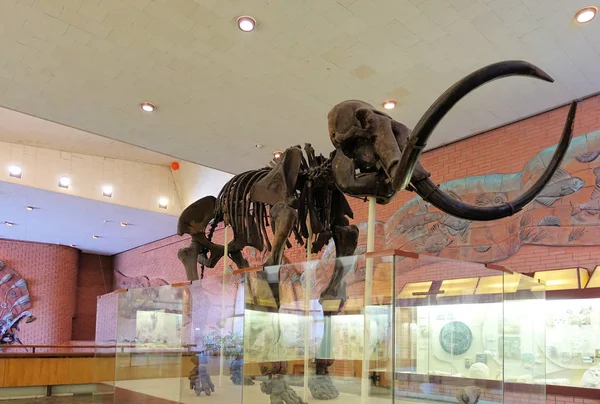 RUSSIA MOSCOW. Museum of Paleontology. December 01, 2018 - Mammoth Skeleton — Stock Photo, Image