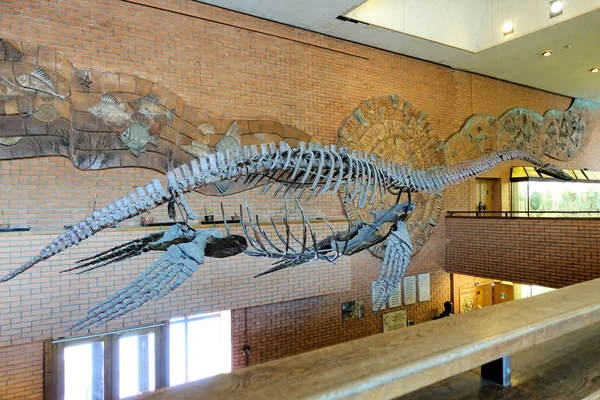 RUSSIA MOSCOW. Museum of Paleontology. December 01, 2018 - Plesiosaurus skeleton — Stock Photo, Image