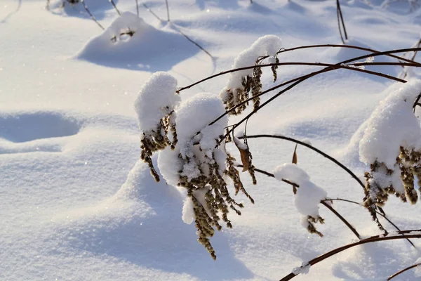 Zimní krajina. Sněžné zimní pole a zamrzlé rostliny. Slunečný den. Rusko. — Stock fotografie