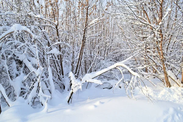 冬季风景。 冬天的雪地和冰冻的植物。 阳光灿烂的日子。 俄罗斯. — 图库照片