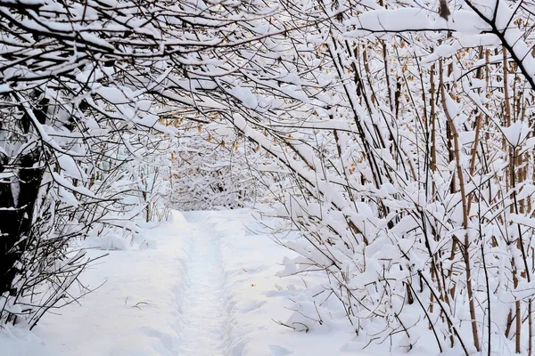 Paesaggio invernale. Campo invernale innevato e piante congelate. Giornata di sole. Russia . — Foto Stock