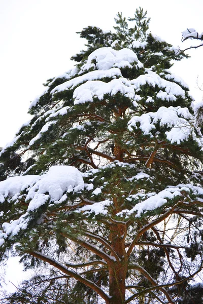 Tall pine tree covered with snow. Winter day.