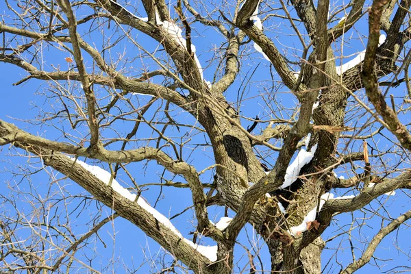 Inverno rami di neve di albero su uno sfondo cielo blu — Foto Stock