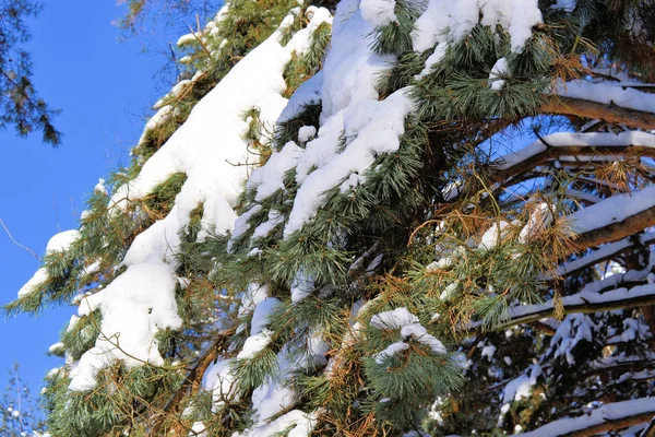 눈으로 덮인 키가 큰 소나무. 겨울날. — 스톡 사진