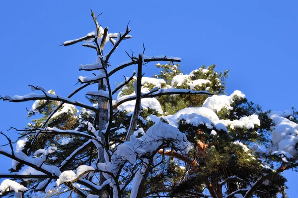 A magas fenyőfa hóval borított. Téli napszak. — Stock Fotó