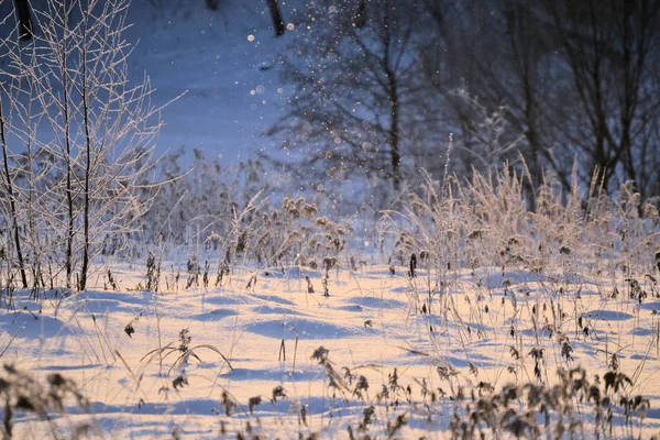 Fiaba invernale paesaggio soleggiato. Fiocchi di neve brillano al sole. Buon anno e buon Natale . — Foto Stock