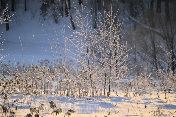 Pohádka o zimě slunná krajina. Sněhové vločky svítí ve slunci. Šťastný nový rok a veselé Vánoce. — Stock fotografie