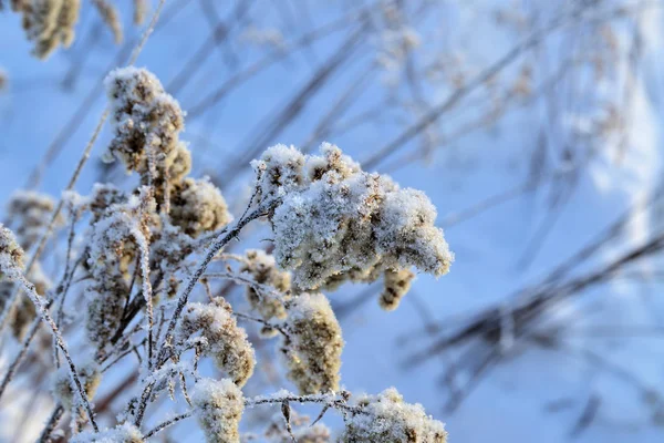 Divoká suchá tráva v zimě pod sněhem. — Stock fotografie
