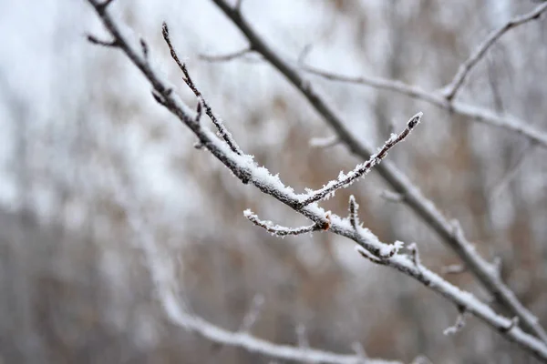 Paisagem de inverno. Campo de inverno nevado e plantas congeladas. Dia ensolarado. Rússia . — Fotografia de Stock