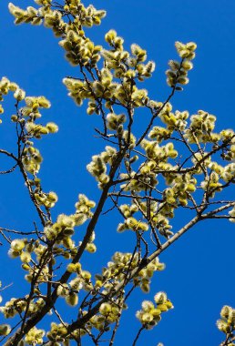 Güneşli, bahar gününde mavi gökyüzünün arka planda kabarık sarı küpe ile söğüt Dalları. Paskalya şenlikli ruh hali