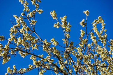 Güneşli, bahar gününde mavi gökyüzünün arka planda kabarık sarı küpe ile söğüt Dalları. Paskalya şenlikli ruh hali