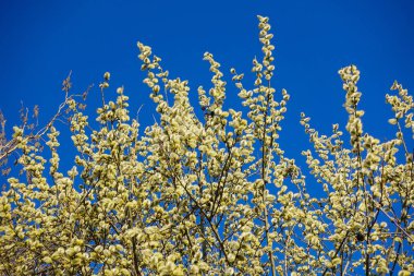 Güneşli, bahar gününde mavi gökyüzünün arka planda kabarık sarı küpe ile söğüt Dalları. Paskalya şenlikli ruh hali