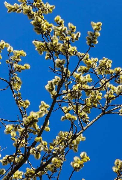 Güneşli, bahar gününde mavi gökyüzünün arka planda kabarık sarı küpe ile söğüt Dalları. Paskalya şenlikli ruh hali