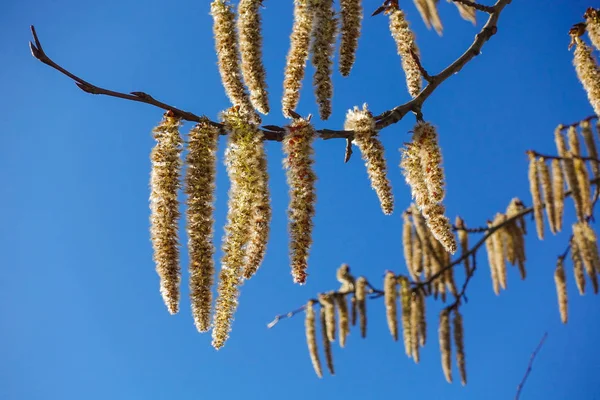 Floração ramos da árvore de álamo com brincos no início da primavera, paisagem — Fotografia de Stock