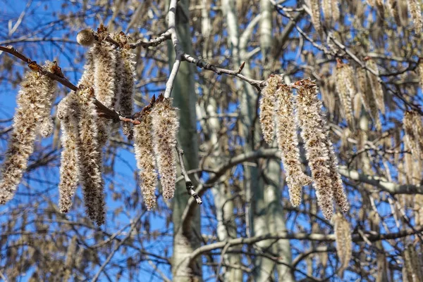 Floração ramos da árvore de álamo com brincos no início da primavera, paisagem — Fotografia de Stock