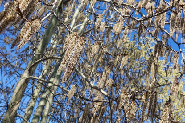 Floração ramos da árvore de álamo com brincos no início da primavera, paisagem — Fotografia de Stock