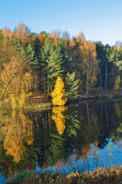 Renkli ormanile sonbahar manzara. Kırmızı ve sarı renklerde güzel ormanlar ile göl üzerinde renkli yeşillik. Sonbahar ormanı suya yansır. Dikey