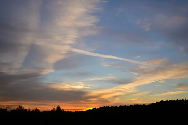 The forest silhouette against the morning sky