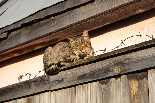 Gato de la calle durmiendo en la valla con alambre de púas —  Fotos de Stock
