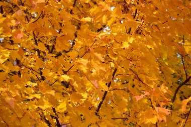 Sarı akçaağaç yaprakları mavi gökyüzüne karşı. Sonbahar konsepti