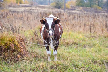 İnek çayırda otluyor. Sonbahar manzarası. Rusya