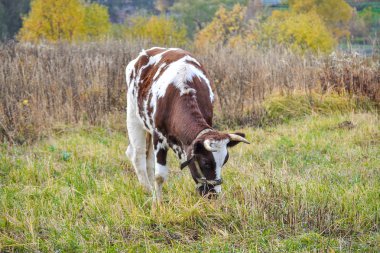 İnek çayırda otluyor. Sonbahar manzarası. Rusya