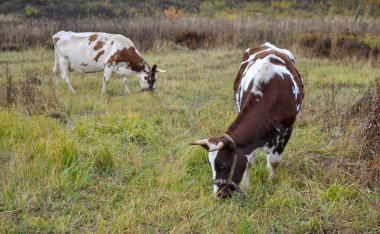 İki çayırda otluyor. Sonbahar manzarası. Rusya