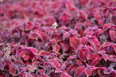 Doğa doku bitki flora arka plan - Coleus Blumei