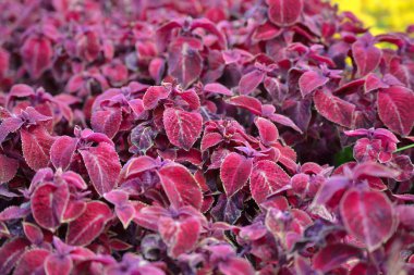 Doğa doku bitki flora arka plan - Coleus Blumei