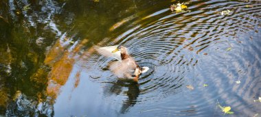 ördek göl kenarında kanat kanatlar