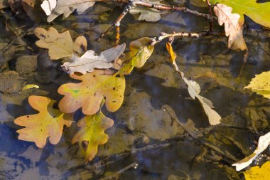 Sonbahar meşesi su birikintisinde yapraklar. Orman suya yansıyor..