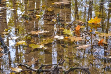 Sonbahar meşesi su birikintisinde yapraklar. Orman suya yansıyor..